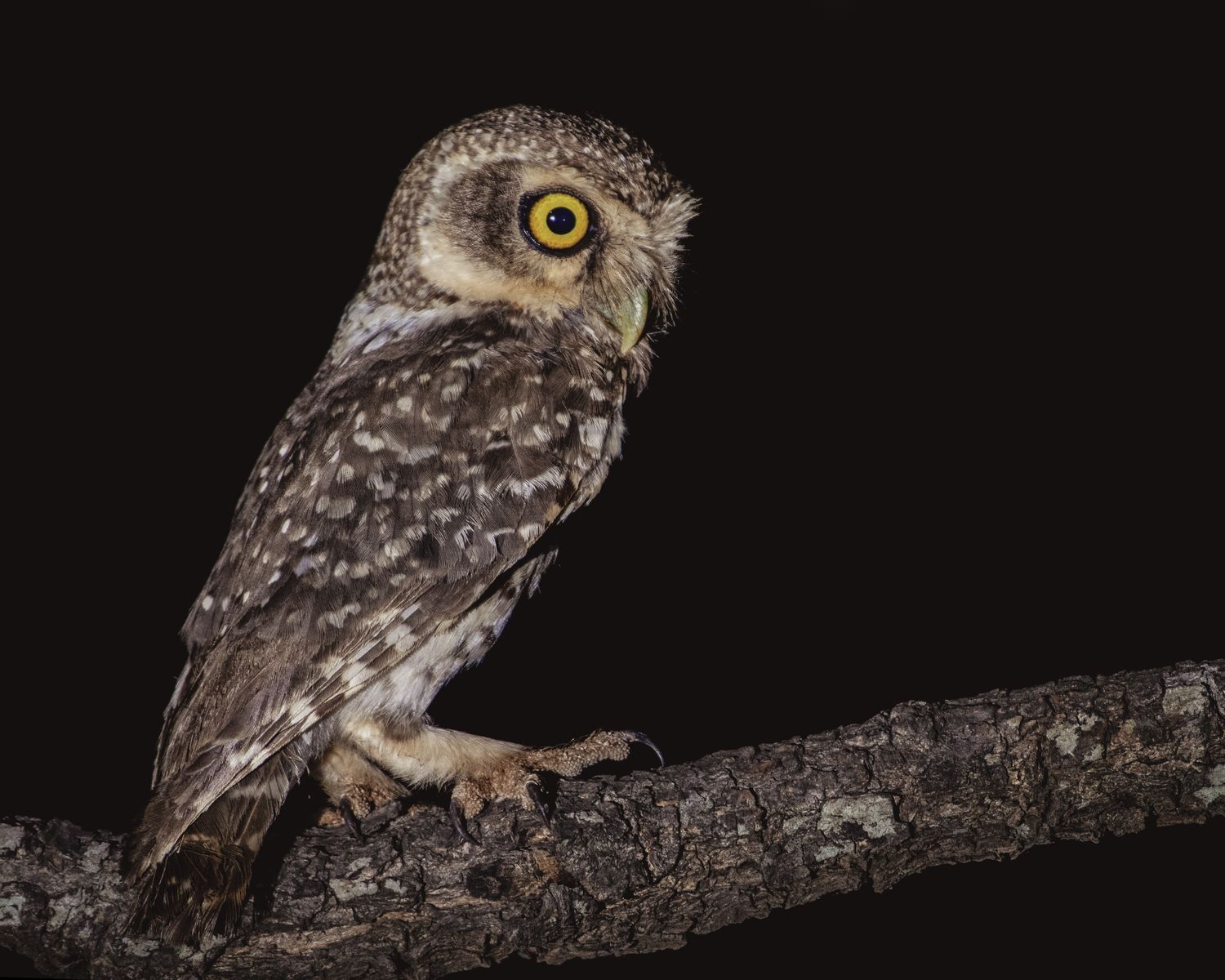 Spotted owlet (16)